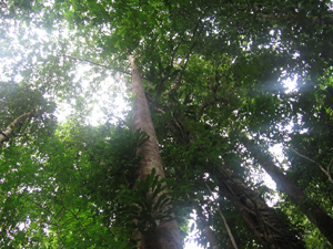 primary forest Costa Rica