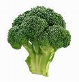 fresh broccoli