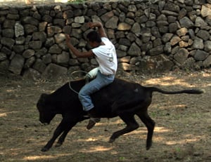  bull riding in Costa Rica