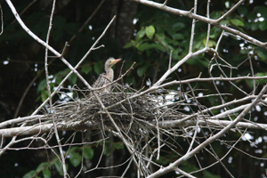 baby heron Sierpe River