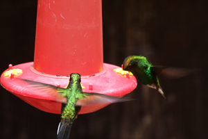 Costa Rica hummingbird