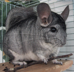 Chinchilla Chinchilla