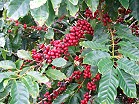 coffee plant