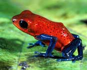 Costa Rican Frog
