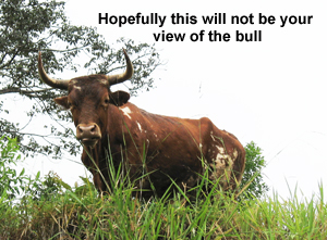 Bad view of a bull