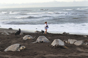 Costa Rica Turtle Nesting