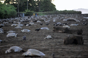 Ridley Turtles