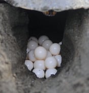 Ridely turtle eggs