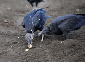 vultures eating turtle eggs
