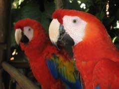 Scarlet Macaw