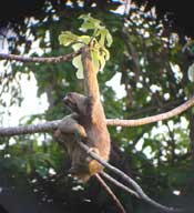 sloth in tree