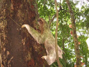 Sloth in a tree