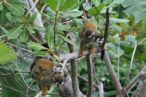 squirrel monkey babies