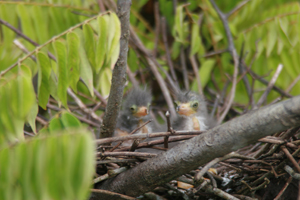 green heron babies