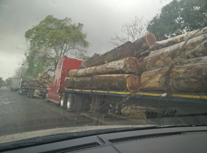 Illegal Logging in the Darien Jungle of Panama