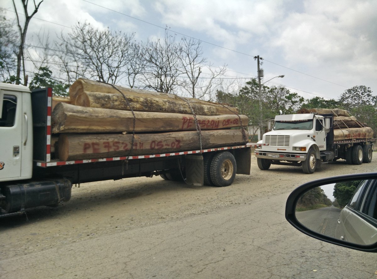 Illegal logging in Panama Darien